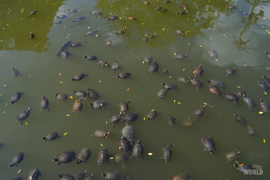 stagno-delle-tartarughe